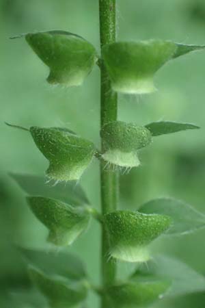 Scutellaria altissima \ Hohes Helmkraut / Tall Skullcap, D Weinheim an der Bergstra&szlig;e 20.6.2016