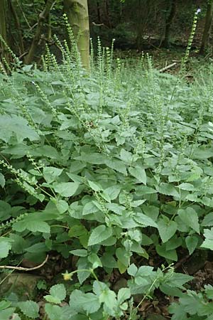 Scutellaria altissima \ Hohes Helmkraut / Tall Skullcap, D Weinheim an der Bergstra&szlig;e 20.6.2016