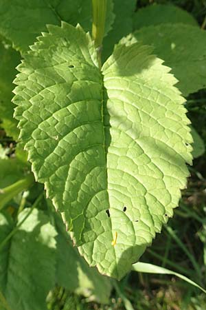 Senecio alpinus \ Alpen-Greiskraut / Alpine Ragwort, D Pfronten 28.6.2016