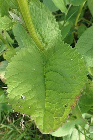 Senecio alpinus \ Alpen-Greiskraut / Alpine Ragwort, D Pfronten 28.6.2016