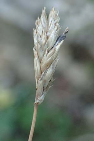 Sesleria caerulea \ Kalk-Blaugras / Moor Grass, D Pfronten 28.6.2016