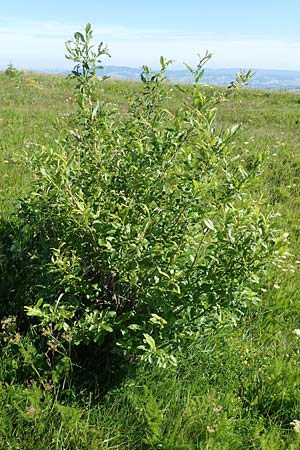Salix aurita x caprea \ Weiden-Hybride / Hybrid Willow, D Schwarzwald/Black-Forest, Feldberg 10.7.2016