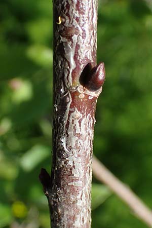 Salix caprea \ Sal-Weide / Goat Willow, D Schwarzwald/Black-Forest, Feldberg 10.7.2016
