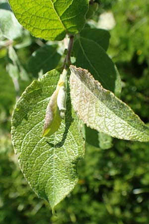Salix caprea \ Sal-Weide / Goat Willow, D Schwarzwald/Black-Forest, Feldberg 10.7.2016