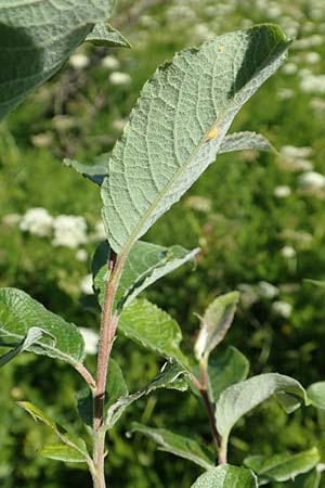 Salix caprea \ Sal-Weide / Goat Willow, D Schwarzwald/Black-Forest, Feldberg 10.7.2016