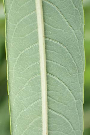 Salix udensis \ Japanische Drachen-Weide, Amur-Weide / Japanese Fantail Willow, D Kleinwallstadt am Main 16.7.2016