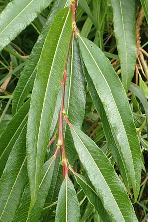 Salix udensis \ Japanische Drachen-Weide, Amur-Weide / Japanese Fantail Willow, D Kleinwallstadt am Main 16.7.2016