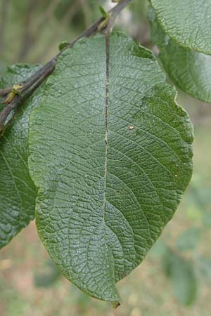 Salix appendiculata \ Schlucht-Weide / Large-Leaved Willow, D Botan. Gar.  Universit.  T&uuml;bingen 3.9.2016