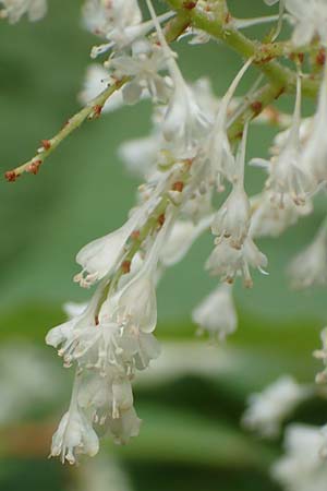 Fallopia sachalinensis \ Sachalin-Stauden-Kn�terich / Giant Knodweed, D Heidelberg 20.9.2016
