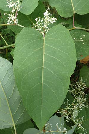 Fallopia sachalinensis \ Sachalin-Stauden-Kn�terich / Giant Knodweed, D Heidelberg 20.9.2016