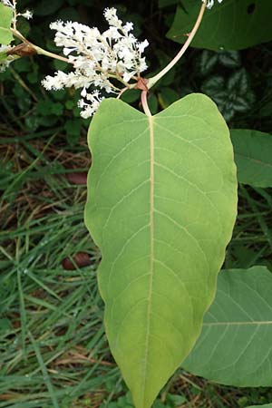 Fallopia sachalinensis \ Sachalin-Stauden-Kn�terich / Giant Knodweed, D Heidelberg 20.9.2016