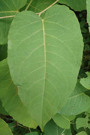 Fallopia sachalinensis \ Sachalin-Stauden-Kn�terich / Giant Knodweed, D Heidelberg 20.9.2016