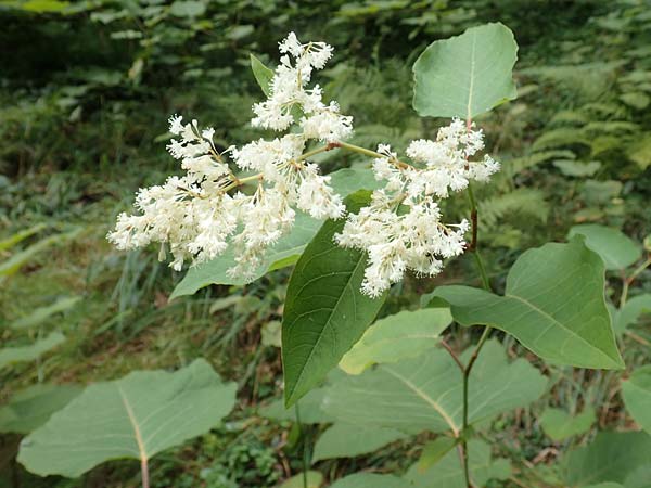Fallopia sachalinensis \ Sachalin-Stauden-Kn�terich / Giant Knodweed, D Heidelberg 20.9.2016