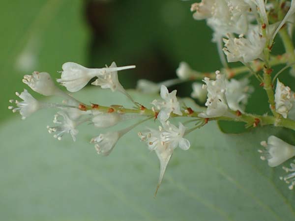 Fallopia sachalinensis \ Sachalin-Stauden-Kn�terich / Giant Knodweed, D Heidelberg 20.9.2016