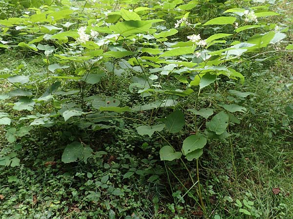 Fallopia sachalinensis \ Sachalin-Stauden-Kn�terich / Giant Knodweed, D Heidelberg 20.9.2016
