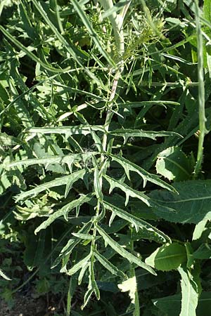 Sisymbrium altissimum \ Riesen-Rauke, Ungarische Rauke / Tall Rocket, D Hochheim am Main 26.5.2017