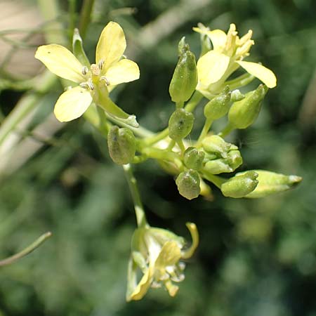 Sisymbrium altissimum \ Riesen-Rauke, Ungarische Rauke / Tall Rocket, D Hochheim am Main 26.5.2017