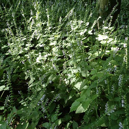 Scutellaria altissima \ Hohes Helmkraut / Tall Skullcap, D Weinheim an der Bergstra&szlig;e 31.5.2017