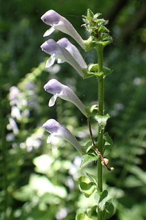 Scutellaria altissima \ Hohes Helmkraut / Tall Skullcap, D Weinheim an der Bergstra&szlig;e 31.5.2017