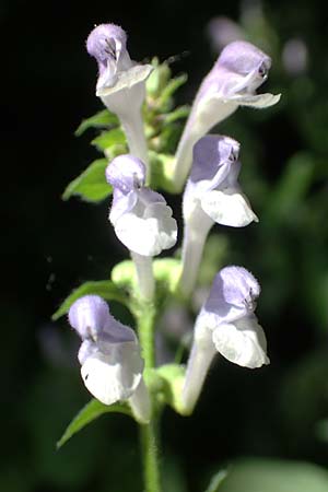 Scutellaria altissima \ Hohes Helmkraut / Tall Skullcap, D Weinheim an der Bergstra&szlig;e 31.5.2017
