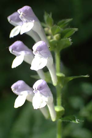 Scutellaria altissima \ Hohes Helmkraut / Tall Skullcap, D Weinheim an der Bergstra&szlig;e 31.5.2017
