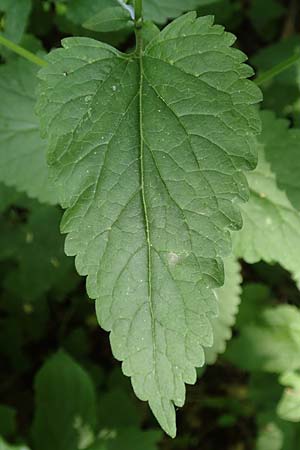 Scutellaria altissima \ Hohes Helmkraut / Tall Skullcap, D Weinheim an der Bergstra&szlig;e 31.5.2017