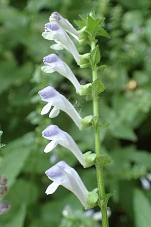 Scutellaria altissima \ Hohes Helmkraut / Tall Skullcap, D Weinheim an der Bergstra&szlig;e 31.5.2017
