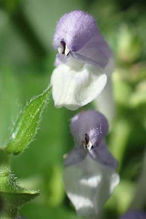 Scutellaria altissima \ Hohes Helmkraut / Tall Skullcap, D Weinheim an der Bergstra&szlig;e 31.5.2017