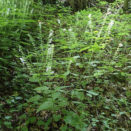Scutellaria altissima \ Hohes Helmkraut / Tall Skullcap, D Weinheim an der Bergstra&szlig;e 31.5.2017