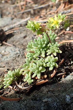 Sedum annuum \ Einj�hriger Mauerpfeffer / Annual Stonecrop, D Schwarzwald/Black-Forest, Belchen 22.7.2017