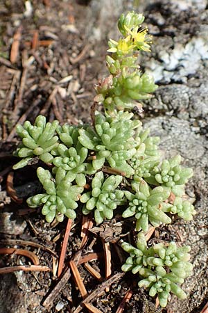 Sedum annuum \ Einj�hriger Mauerpfeffer / Annual Stonecrop, D Schwarzwald/Black-Forest, Belchen 22.7.2017