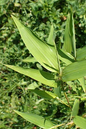 Sasa kurilensis \ Kurilen-Zwerg-Bambus, Riesenblatt-Bambus / Kuril Islands Bamboo, Broad-Leaf Bamboo, D Weinheim an der Bergstra&szlig;e 14.10.2017