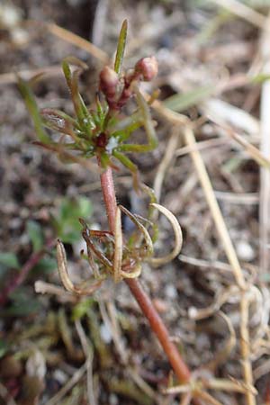 Spergula arvensis \ Acker-Sp�rgel / Corn Spurrey, D St.  Leon 23.3.2018