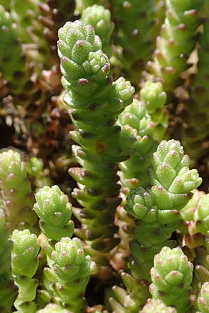 Sedum acre \ Scharfer Mauerpfeffer / Biting Stonecrop, D Seeheim an der Bergstra&szlig;e 16.4.2018