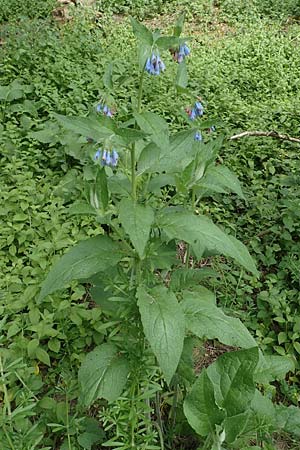 Symphytum asperum \ Rauer Beinwell / Rough Comfrey, D Botan. Gar.  Universit.  Bochum 22.5.2018
