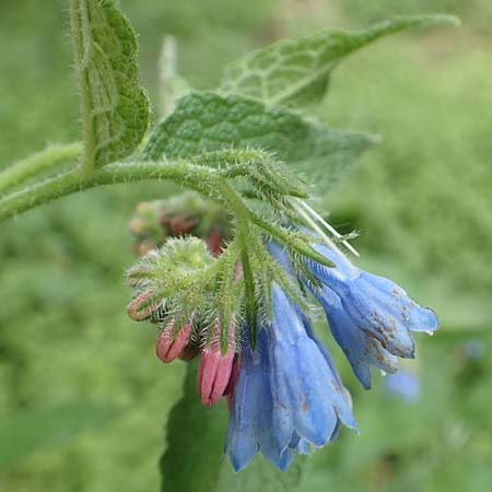 Symphytum asperum \ Rauer Beinwell / Rough Comfrey, D Botan. Gar.  Universit.  Bochum 22.5.2018