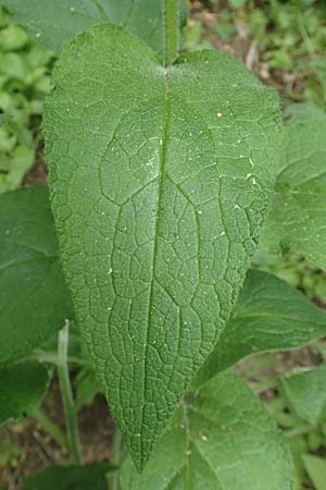 Symphytum asperum \ Rauer Beinwell / Rough Comfrey, D Botan. Gar.  Universit.  Bochum 22.5.2018