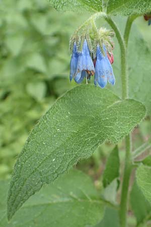 Symphytum asperum \ Rauer Beinwell / Rough Comfrey, D Botan. Gar.  Universit.  Bochum 22.5.2018