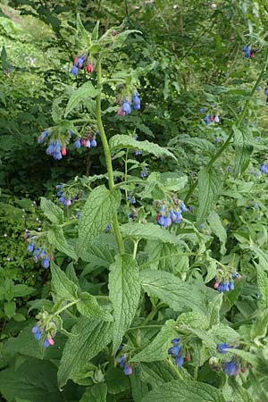 Symphytum asperum \ Rauer Beinwell / Rough Comfrey, D Botan. Gar.  Universit.  Bochum 22.5.2018