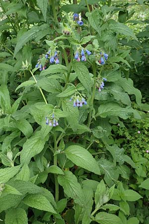 Symphytum asperum \ Rauer Beinwell / Rough Comfrey, D Botan. Gar.  Universit.  Bochum 22.5.2018
