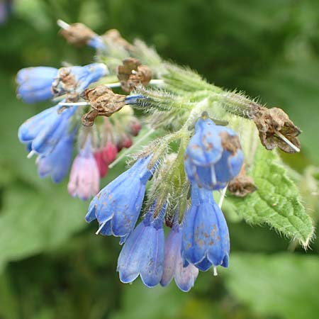 Symphytum asperum \ Rauer Beinwell / Rough Comfrey, D Botan. Gar.  Universit.  Bochum 22.5.2018
