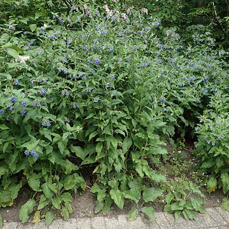 Symphytum asperum \ Rauer Beinwell / Rough Comfrey, D Botan. Gar.  Universit.  Bochum 22.5.2018