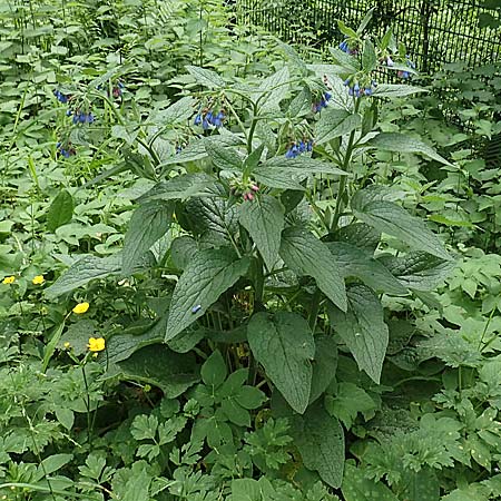 Symphytum asperum \ Rauer Beinwell / Rough Comfrey, D Botan. Gar.  Universit.  Bochum 22.5.2018