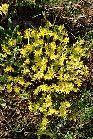 Sedum acre \ Scharfer Mauerpfeffer / Biting Stonecrop, D Karlsruhe 5.6.2018