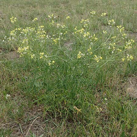 Sisymbrium altissimum \ Riesen-Rauke, Ungarische Rauke / Tall Rocket, D Waltrop 14.6.2018