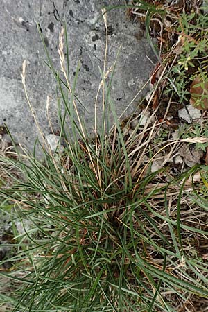 Sesleria caerulea \ Kalk-Blaugras / Moor Grass, D Fridingen 26.6.2018