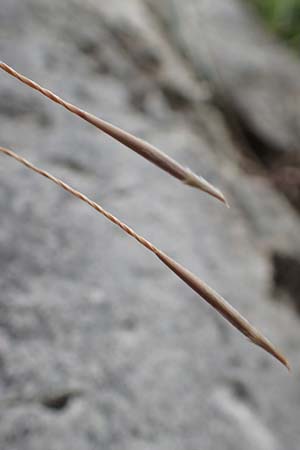 Stipa eriocaulis subsp. austriaca \ &Ouml;sterreichisches Federgras / Austrian Feather-Grass, D Beuron 26.6.2018
