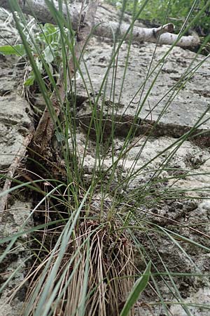Stipa eriocaulis subsp. austriaca \ &Ouml;sterreichisches Federgras / Austrian Feather-Grass, D Beuron 26.6.2018