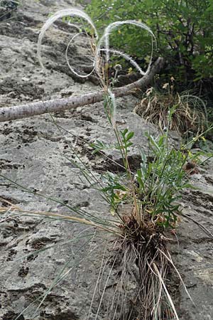 Stipa eriocaulis subsp. austriaca \ &Ouml;sterreichisches Federgras / Austrian Feather-Grass, D Beuron 26.6.2018