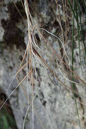 Stipa eriocaulis subsp. austriaca \ &Ouml;sterreichisches Federgras / Austrian Feather-Grass, D Beuron 26.6.2018